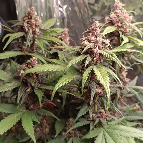 LSD 25🍓 growlog photo: 50/50