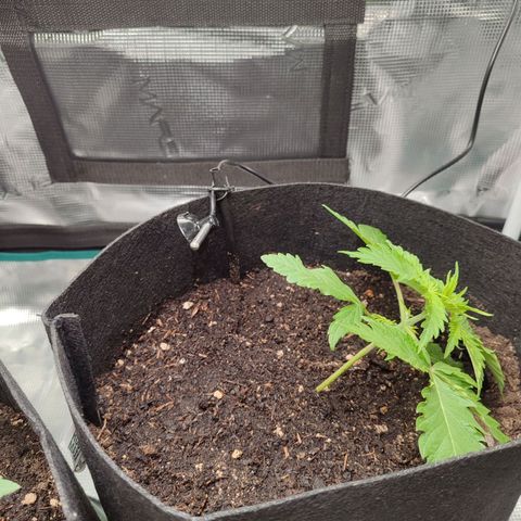 Amnestia Hase growlog timeline photo