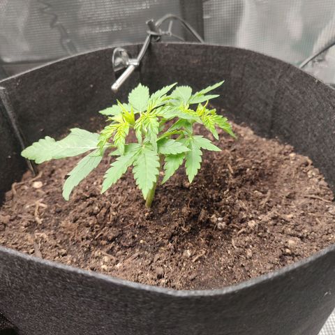 Amnestia Hase growlog timeline photo