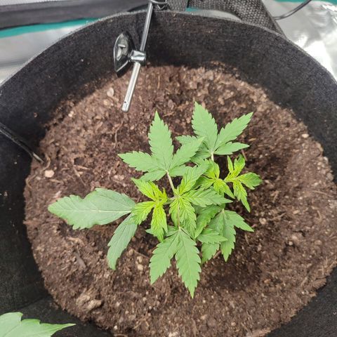 Amnestia Hase growlog timeline photo