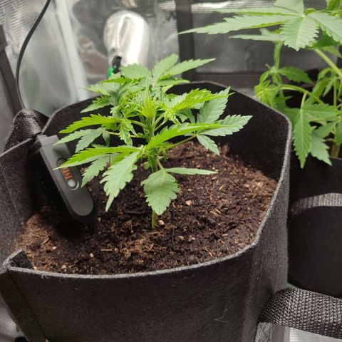 Amnestia Hase growlog timeline photo