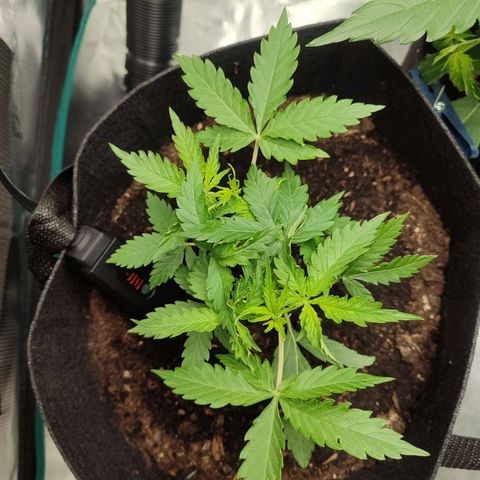 Amnestia Hase growlog timeline photo