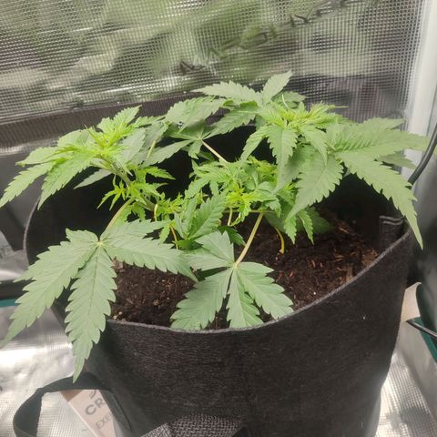 Amnestia Hase growlog timeline photo