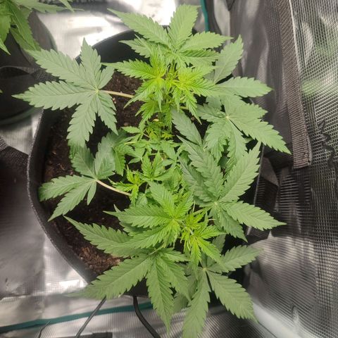 Amnestia Hase growlog timeline photo