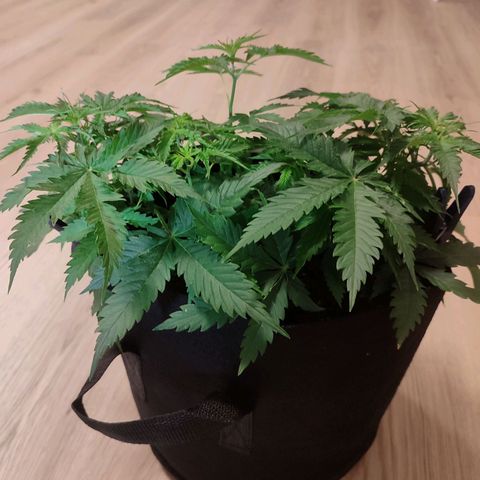 Amnestia Hase growlog timeline photo