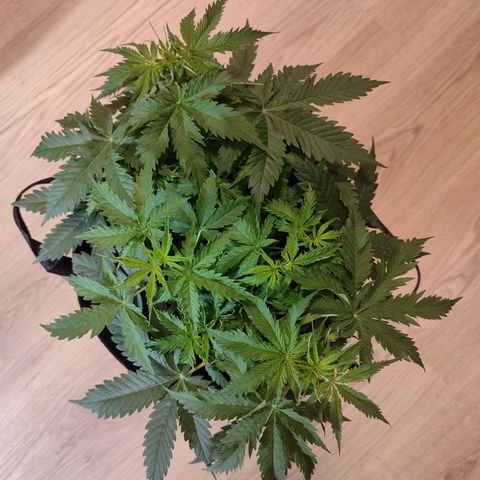 Amnestia Hase growlog timeline photo