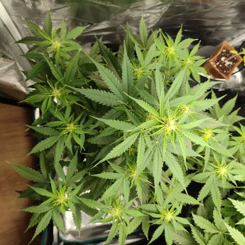 Amnestia Hase growlog timeline photo