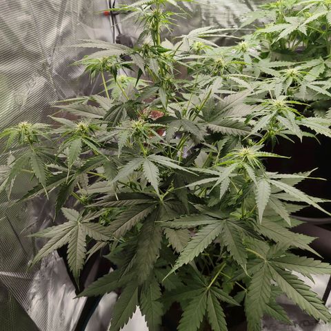 Amnestia Hase growlog timeline photo