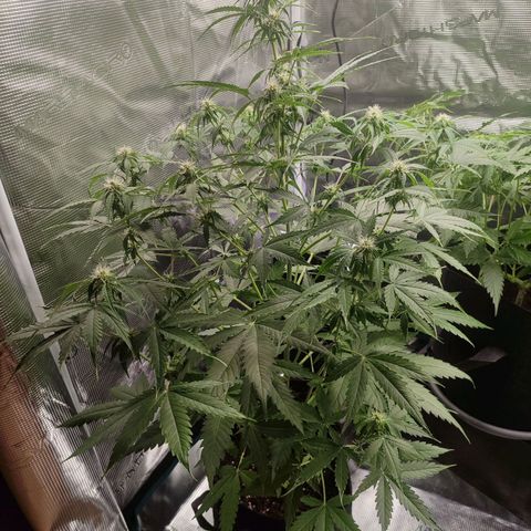Amnestia Hase growlog timeline photo