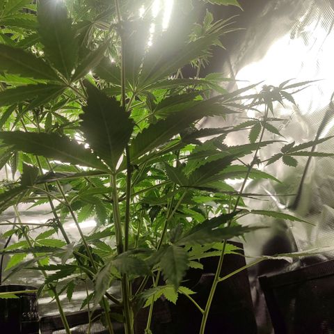 Amnestia Hase growlog timeline photo