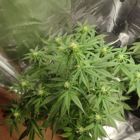 Amnestia Hase growlog timeline photo