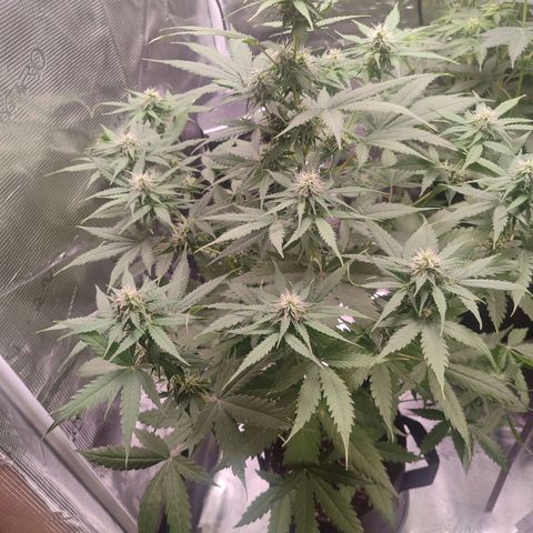 Amnestia Hase growlog timeline photo