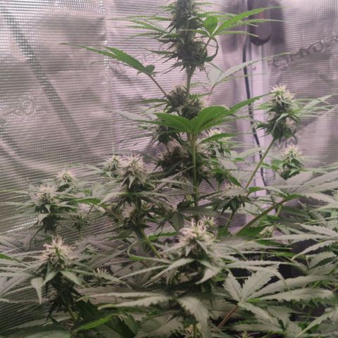 Amnestia Hase growlog timeline photo