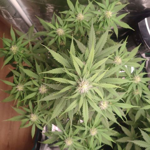 Amnestia Hase growlog timeline photo