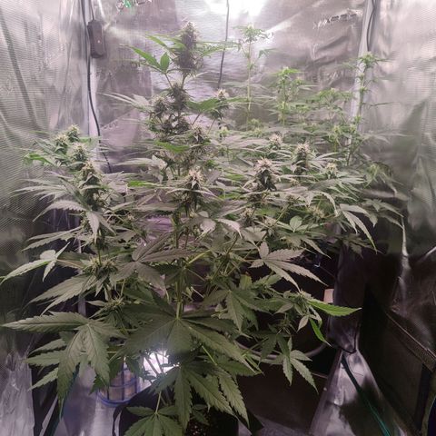 Amnestia Hase growlog timeline photo