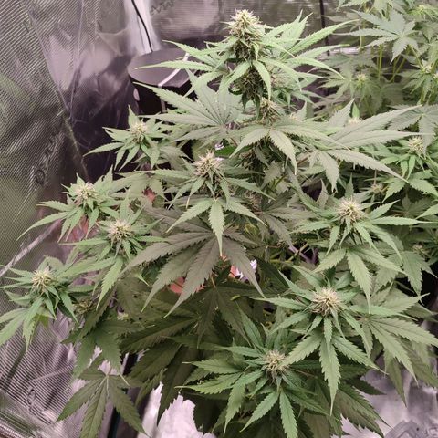 Amnestia Hase growlog timeline photo