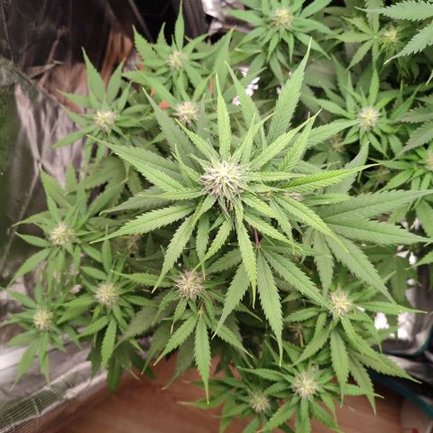 Amnestia Hase growlog timeline photo