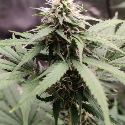 Amnestia Hase growlog timeline photo