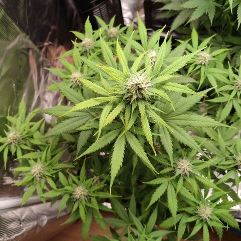 Amnestia Hase growlog timeline photo