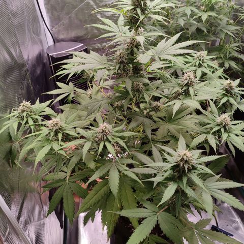 Amnestia Hase growlog timeline photo