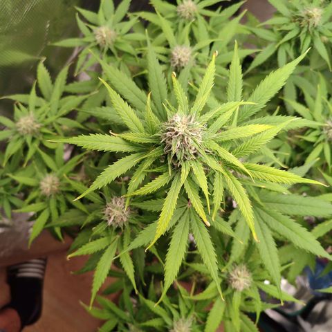 Amnestia Hase growlog timeline photo