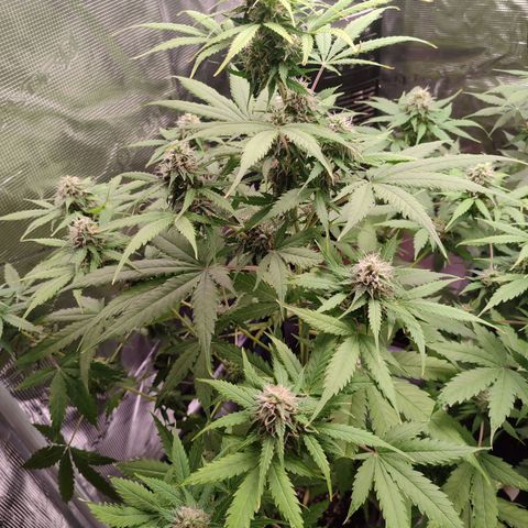 Amnestia Hase growlog timeline photo