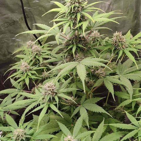 Amnestia Hase growlog timeline photo