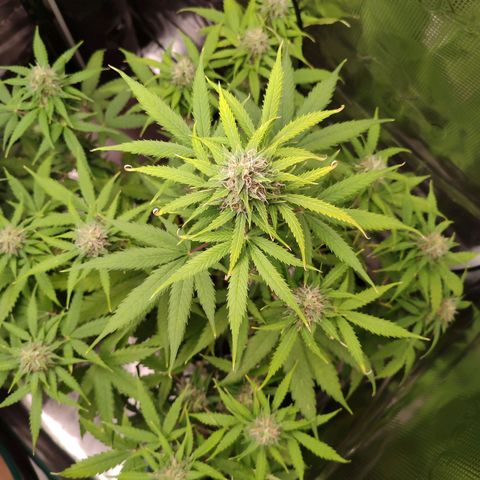 Amnestia Hase growlog timeline photo