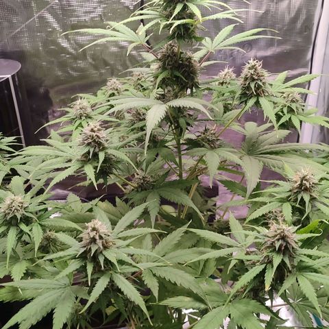 Amnestia Hase growlog timeline photo