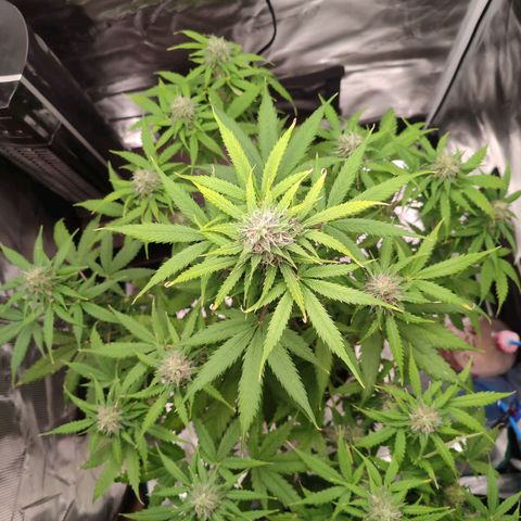 Amnestia Hase growlog timeline photo