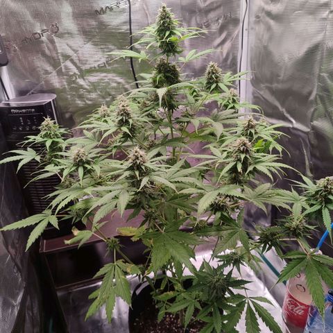 Amnestia Hase growlog timeline photo