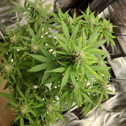 Amnestia Hase growlog timeline photo