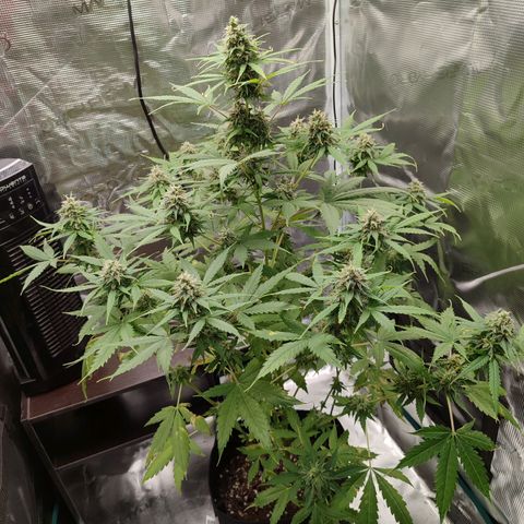 Amnestia Hase growlog timeline photo