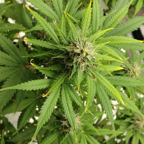 Amnestia Hase growlog timeline photo
