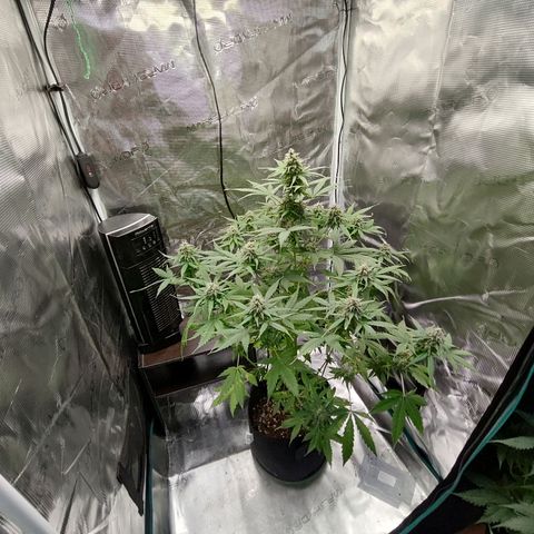 Amnestia Hase growlog timeline photo