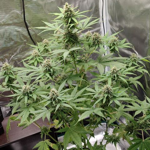Amnestia Hase growlog timeline photo