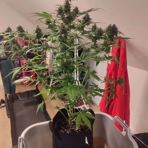 Amnestia Hase growlog timeline photo
