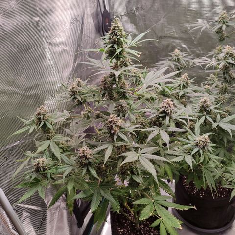 Amnestia Hase growlog timeline photo