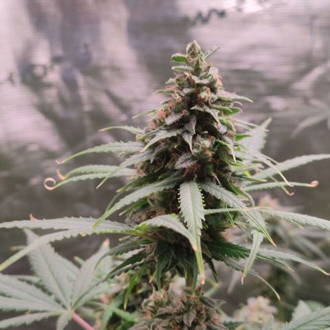 Amnestia Hase growlog timeline photo