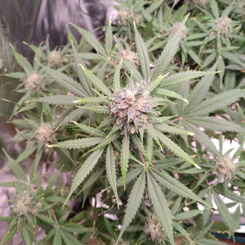 Amnestia Hase growlog timeline photo