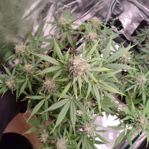 Amnestia Hase growlog timeline photo