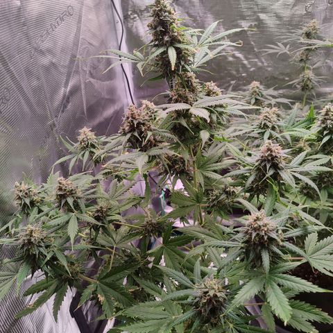 Amnestia Hase growlog timeline photo