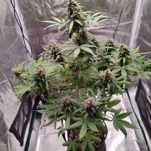 Amnestia Hase growlog timeline photo