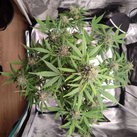 Amnestia Hase growlog timeline photo