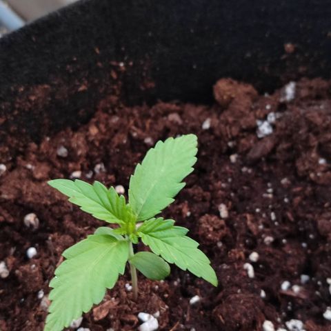 Royal Gorilla growlog timeline photo