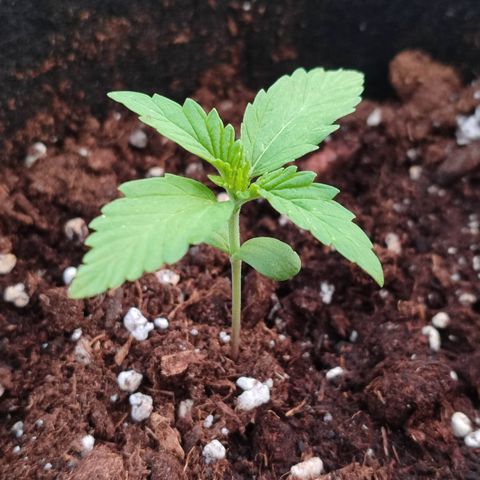Royal Gorilla growlog timeline photo