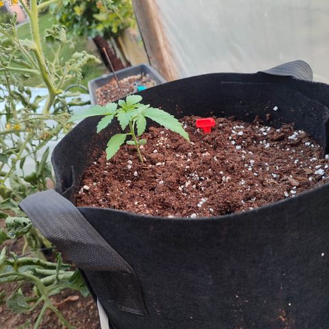Royal Gorilla growlog timeline photo