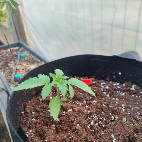 Royal Gorilla growlog timeline photo