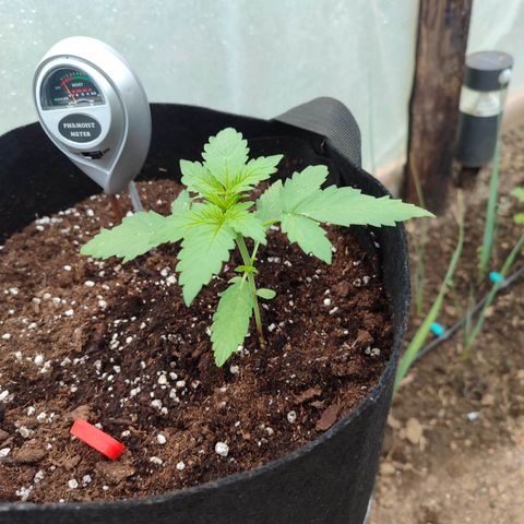 Royal Gorilla growlog timeline photo
