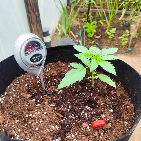 Royal Gorilla growlog timeline photo